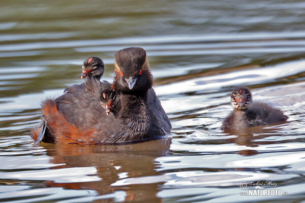 Potápka černokrká (Podiceps nigricollis)