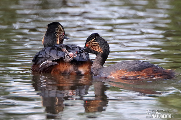 Potápka černokrká (Podiceps nigricollis)