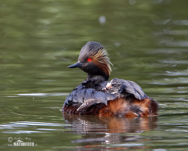 Potápka černokrká (Podiceps nigricollis)