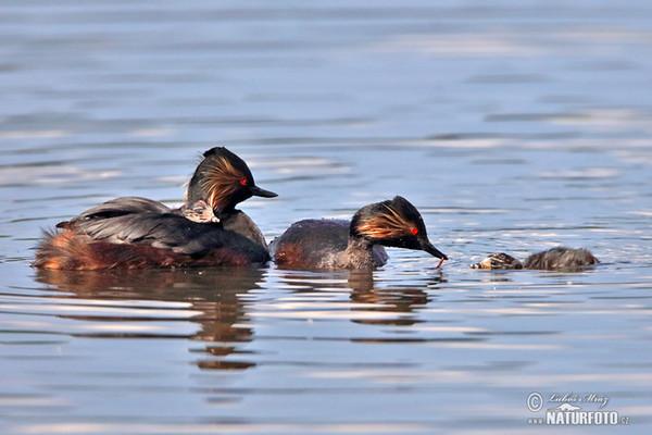 Potápka černokrká (Podiceps nigricollis)