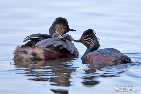 Potápka černokrká (Podiceps nigricollis)