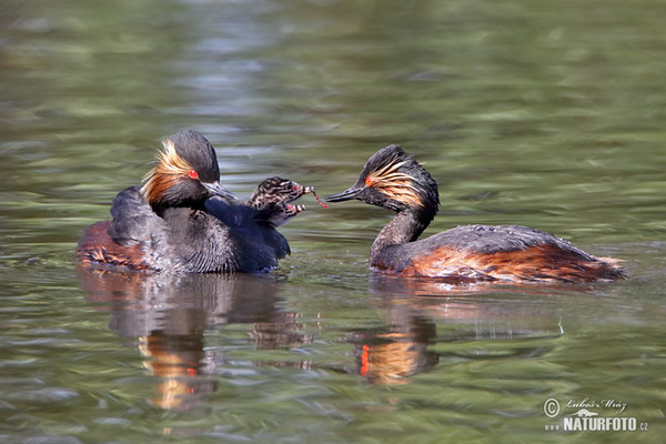 Potápka černokrká (Podiceps nigricollis)