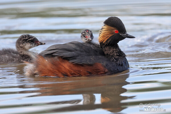 Potápka černokrká (Podiceps nigricollis)