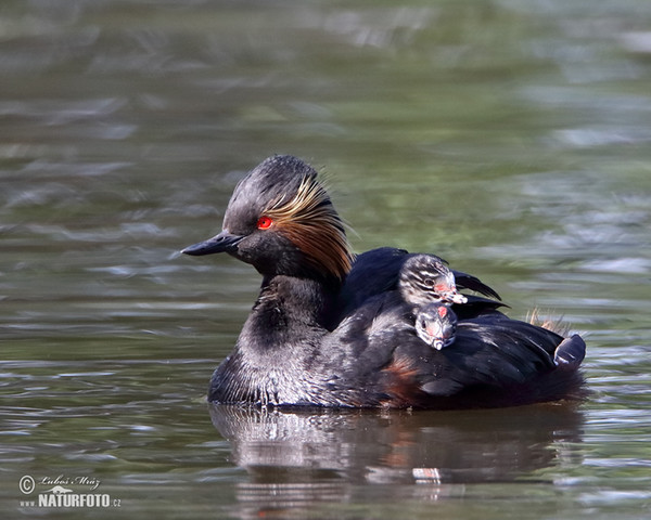 Potápka černokrká (Podiceps nigricollis)