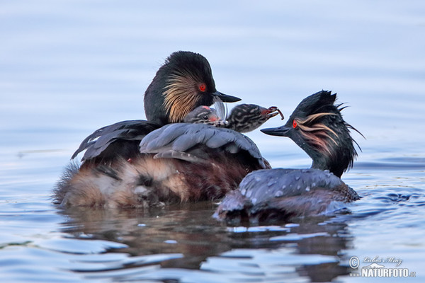 Potápka černokrká (Podiceps nigricollis)