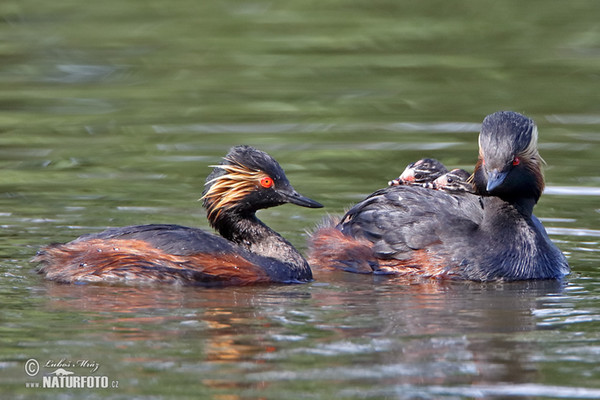 Potápka černokrká (Podiceps nigricollis)