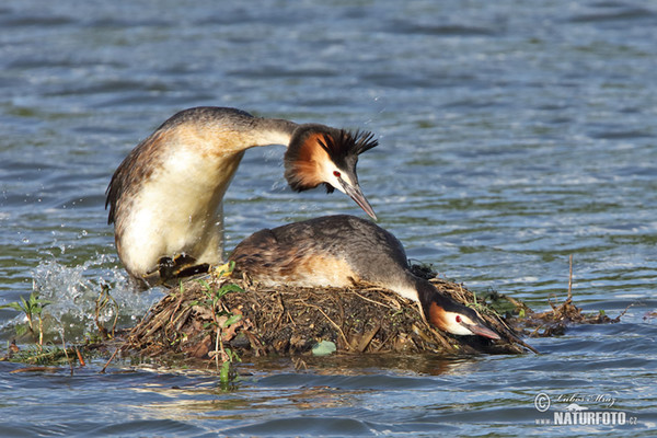 Potápka chochlatá (Podiceps cristatus)