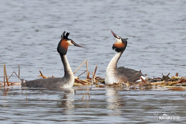 Potápka chochlatá (Podiceps cristatus)