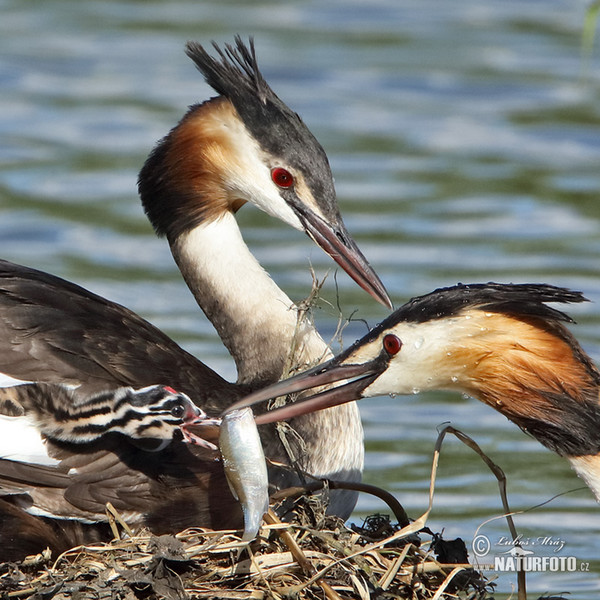 Potápka chochlatá (Podiceps cristatus)