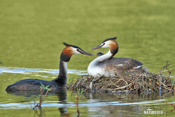 Potápka chochlatá (Podiceps cristatus)