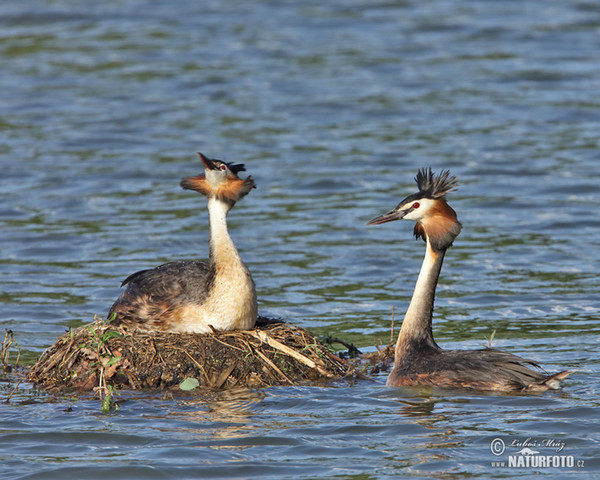 Potápka chochlatá (Podiceps cristatus)