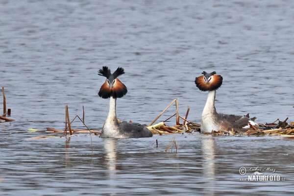 Potápka chochlatá (Podiceps cristatus)