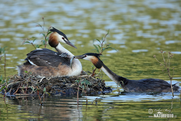 Potápka chochlatá (Podiceps cristatus)