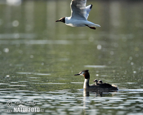 Potápka chochlatá (Podiceps cristatus)