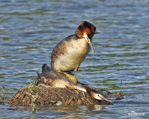 Potápka chochlatá (Podiceps cristatus)