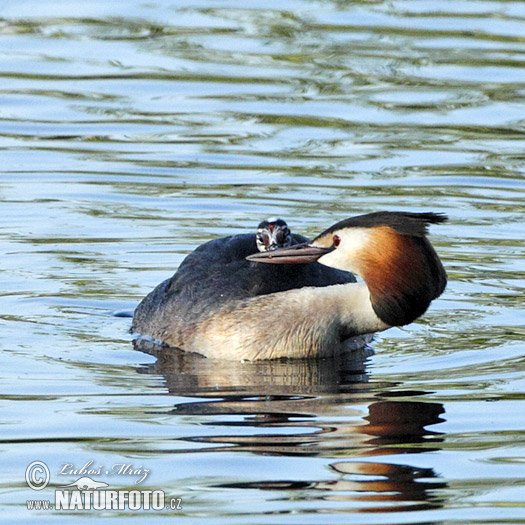 Potápka chochlatá (Podiceps cristatus)