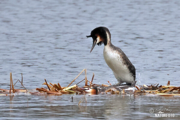 Potápka chochlatá (Podiceps cristatus)