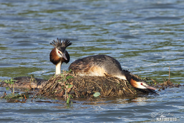 Potápka chochlatá (Podiceps cristatus)