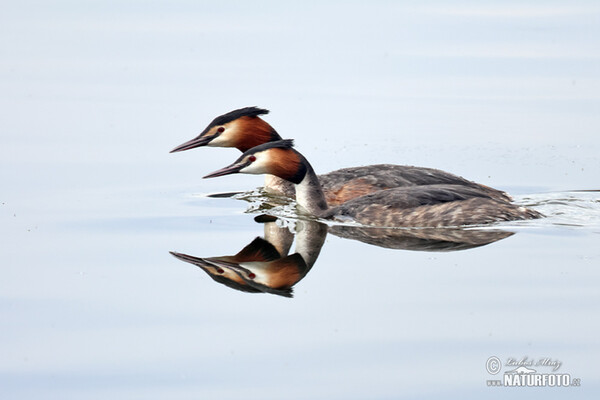 Potápka chochlatá (Podiceps cristatus)