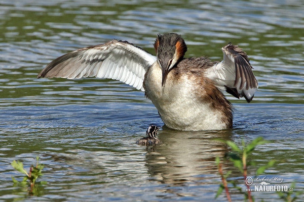 Potápka chochlatá (Podiceps cristatus)