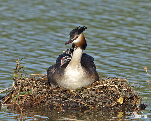 Potápka chochlatá (Podiceps cristatus)