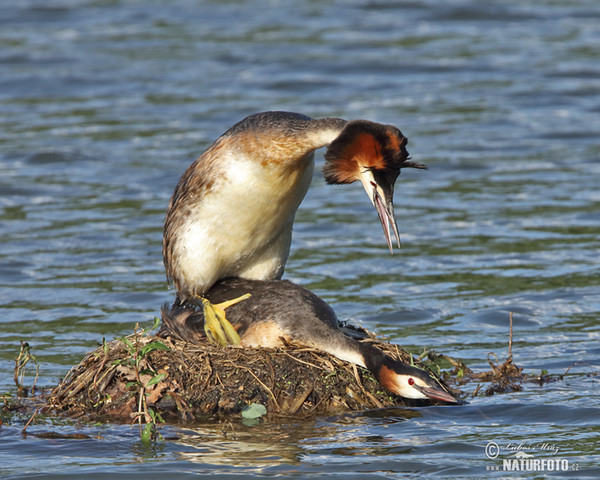 Potápka chochlatá (Podiceps cristatus)