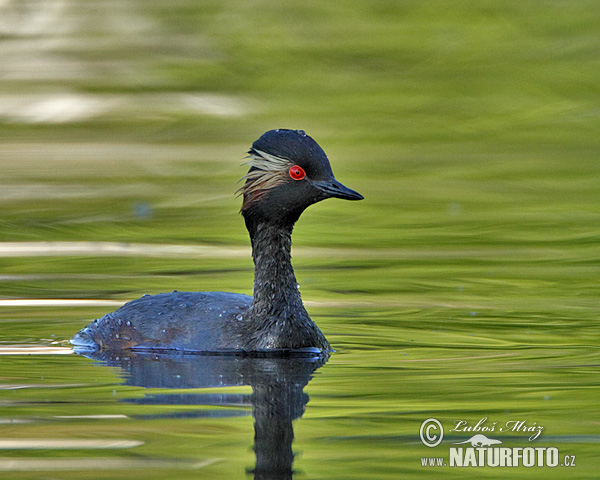 potápka čiernokrká (Podiceps nigricollis)