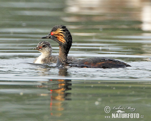 potápka čiernokrká (Podiceps nigricollis)