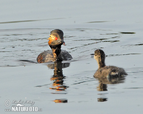 potápka čiernokrká (Podiceps nigricollis)