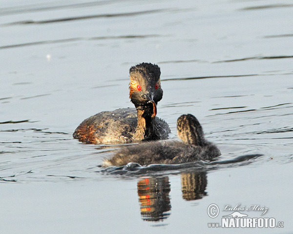 potápka čiernokrká (Podiceps nigricollis)