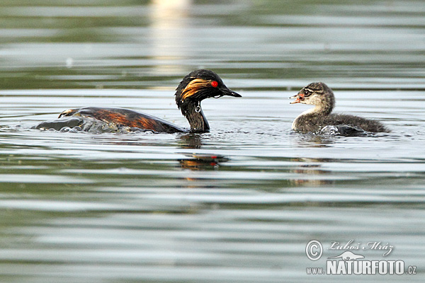 potápka čiernokrká (Podiceps nigricollis)