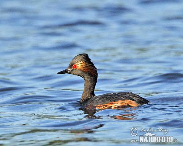 potápka čiernokrká (Podiceps nigricollis)