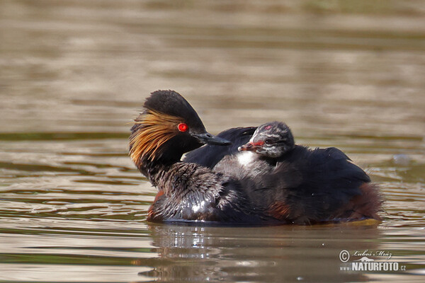 potápka čiernokrká (Podiceps nigricollis)