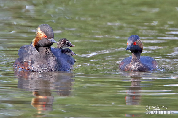 potápka čiernokrká (Podiceps nigricollis)