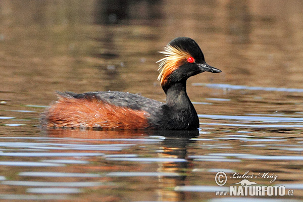 potápka čiernokrká (Podiceps nigricollis)