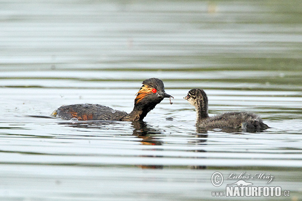 potápka čiernokrká (Podiceps nigricollis)