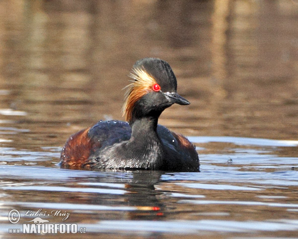 potápka čiernokrká (Podiceps nigricollis)