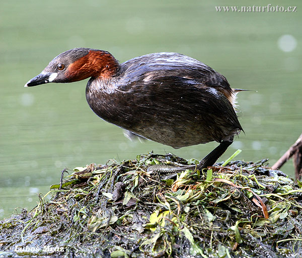 Potápka hnedá (potápka malá) (Tachybaptus ruficollis)