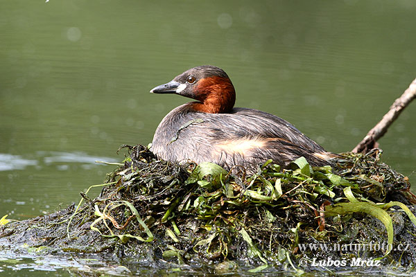 Potápka hnedá (potápka malá) (Tachybaptus ruficollis)