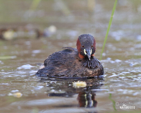 Potápka hnedá (potápka malá) (Tachybaptus ruficollis)