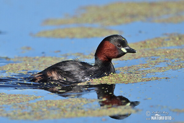 Potápka hnedá (potápka malá) (Tachybaptus ruficollis)