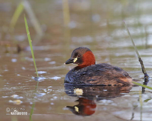 Potápka hnedá (potápka malá) (Tachybaptus ruficollis)