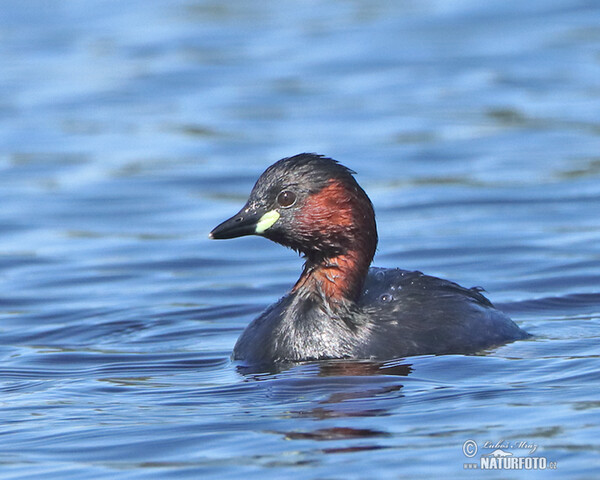 Potápka hnedá (potápka malá) (Tachybaptus ruficollis)