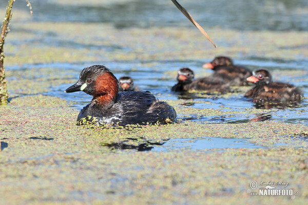 Potápka hnedá (potápka malá) (Tachybaptus ruficollis)