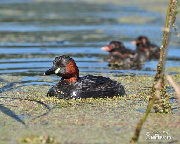 Potápka hnedá (potápka malá) (Tachybaptus ruficollis)