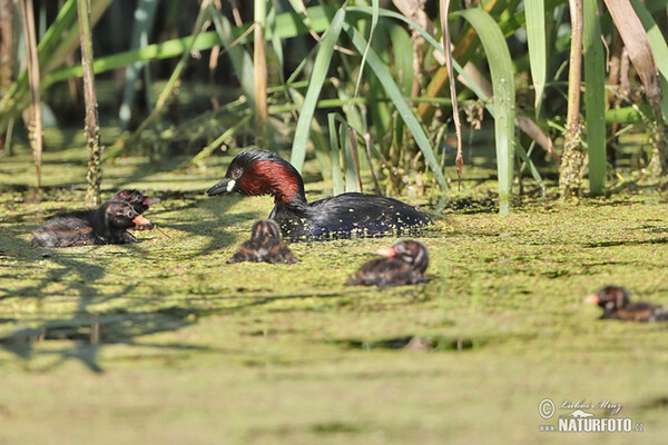 Potápka hnedá (potápka malá) (Tachybaptus ruficollis)