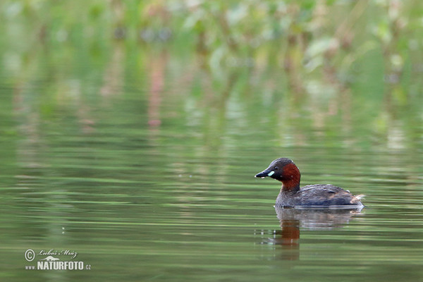 Potápka hnedá (potápka malá) (Tachybaptus ruficollis)