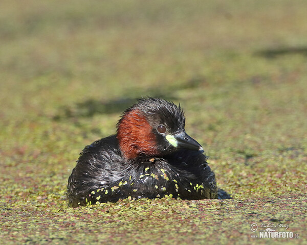 Potápka hnedá (potápka malá) (Tachybaptus ruficollis)