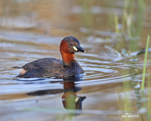 Potápka hnedá (potápka malá) (Tachybaptus ruficollis)