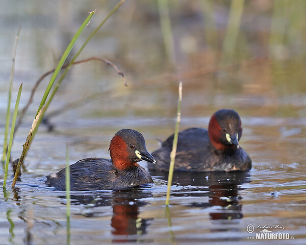 Potápka hnedá (potápka malá) (Tachybaptus ruficollis)